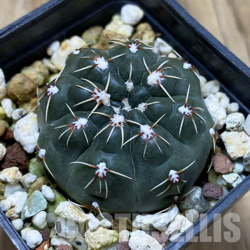 SH17442 Gymnocalycium amerhauseri STO 229