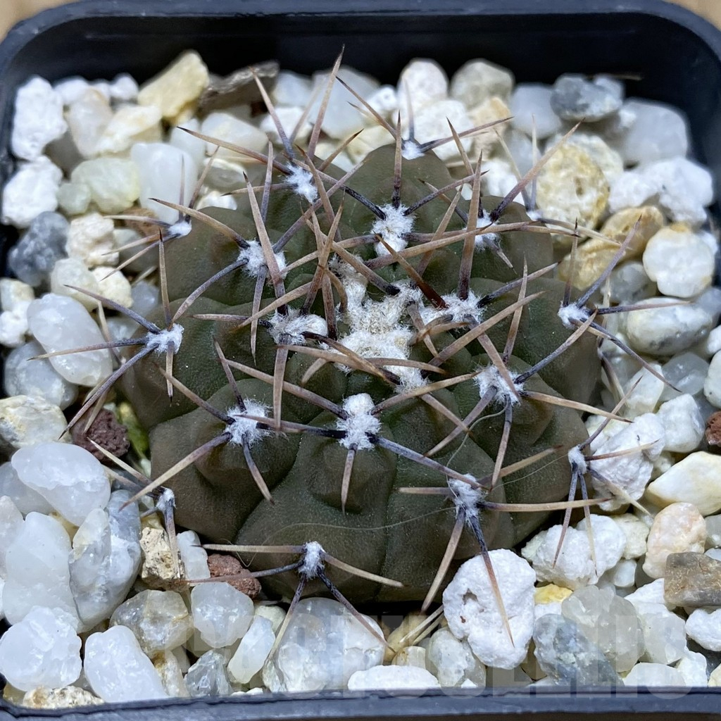 SH17443 Gymnocalycium ochoterenae LB 466