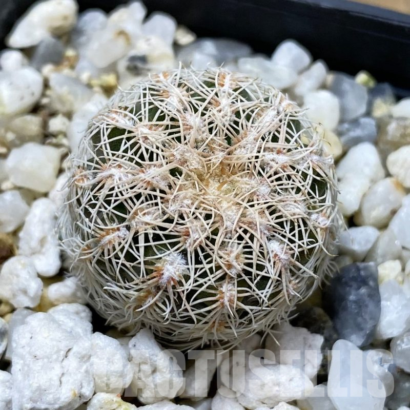 SH17444 Gymnocalycium bruchii