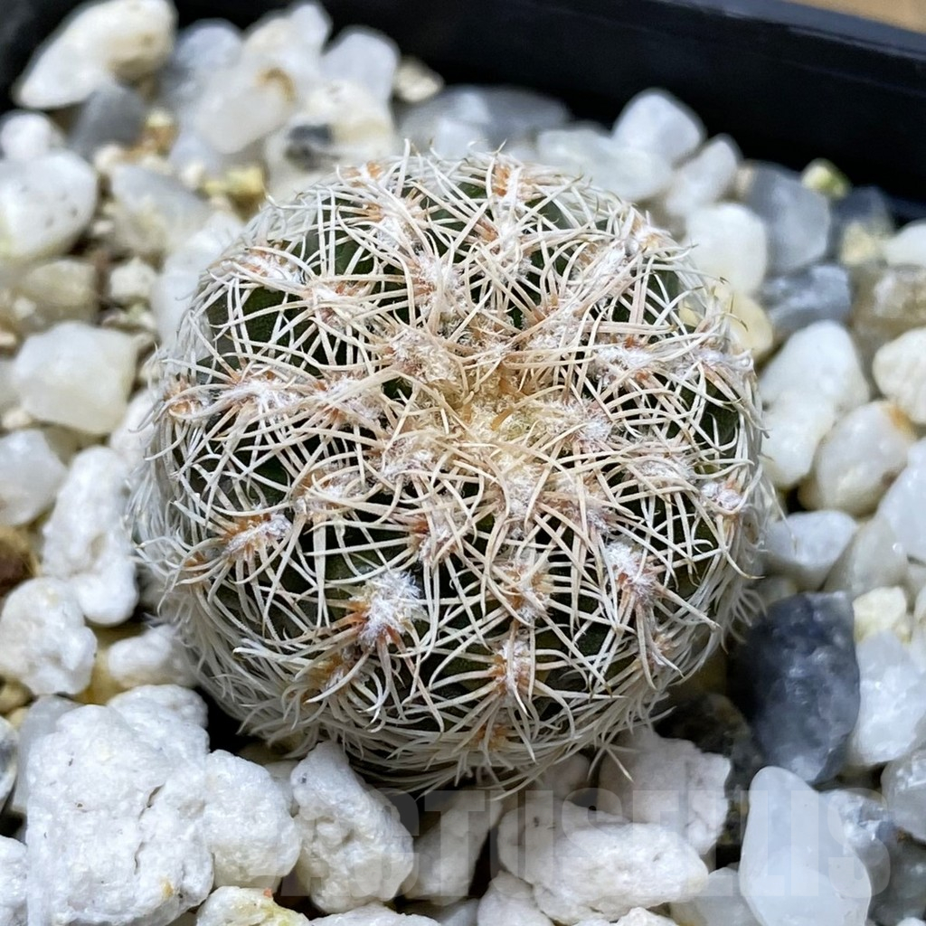 SH17444 Gymnocalycium bruchii