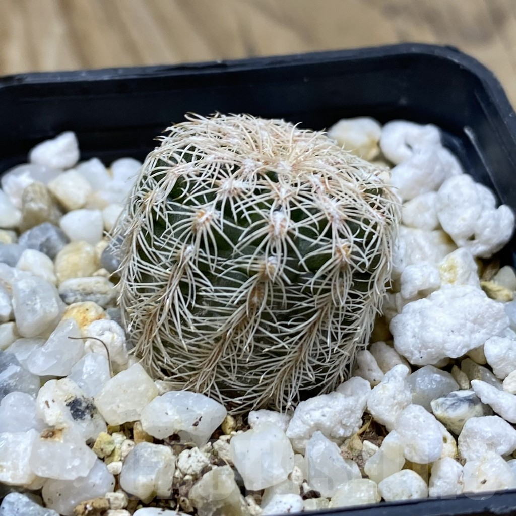 SH17444 Gymnocalycium bruchii - Image 2
