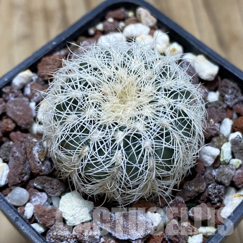 SH17446 Gymnocalycium bruchii v. albispinum