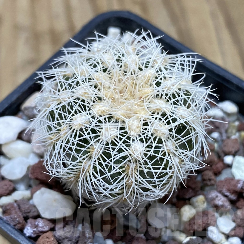 SH17447 Gymnocalycium bruchii v. albispinum