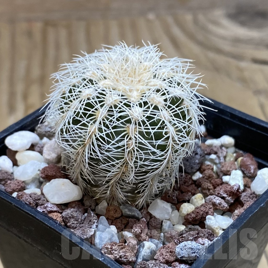 SH17447 Gymnocalycium bruchii v. albispinum - Image 2