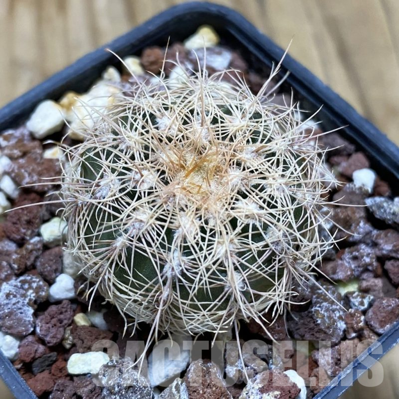 SH17448 Gymnocalycium bruchii v. hossei