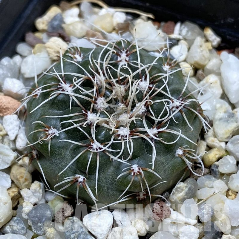 SH17449 Gymnocalycium altagraciense n.n. STO 223