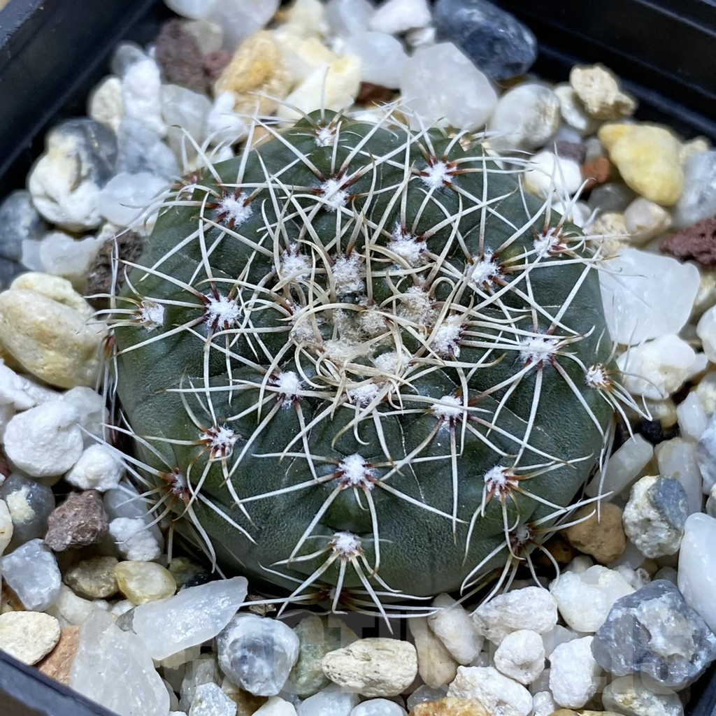 SH17450 Gymnocalycium altagraciense n.n. STO 223