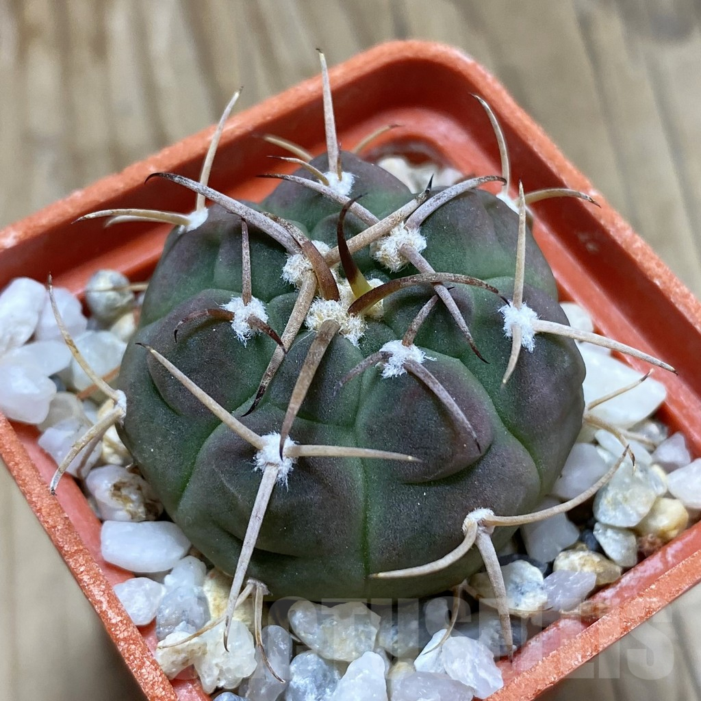 SH17452 Gymnocalycium bayrianum