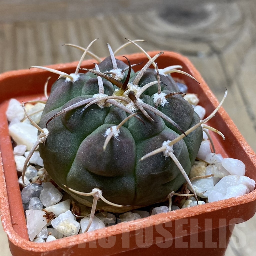 SH17452 Gymnocalycium bayrianum - Image 2