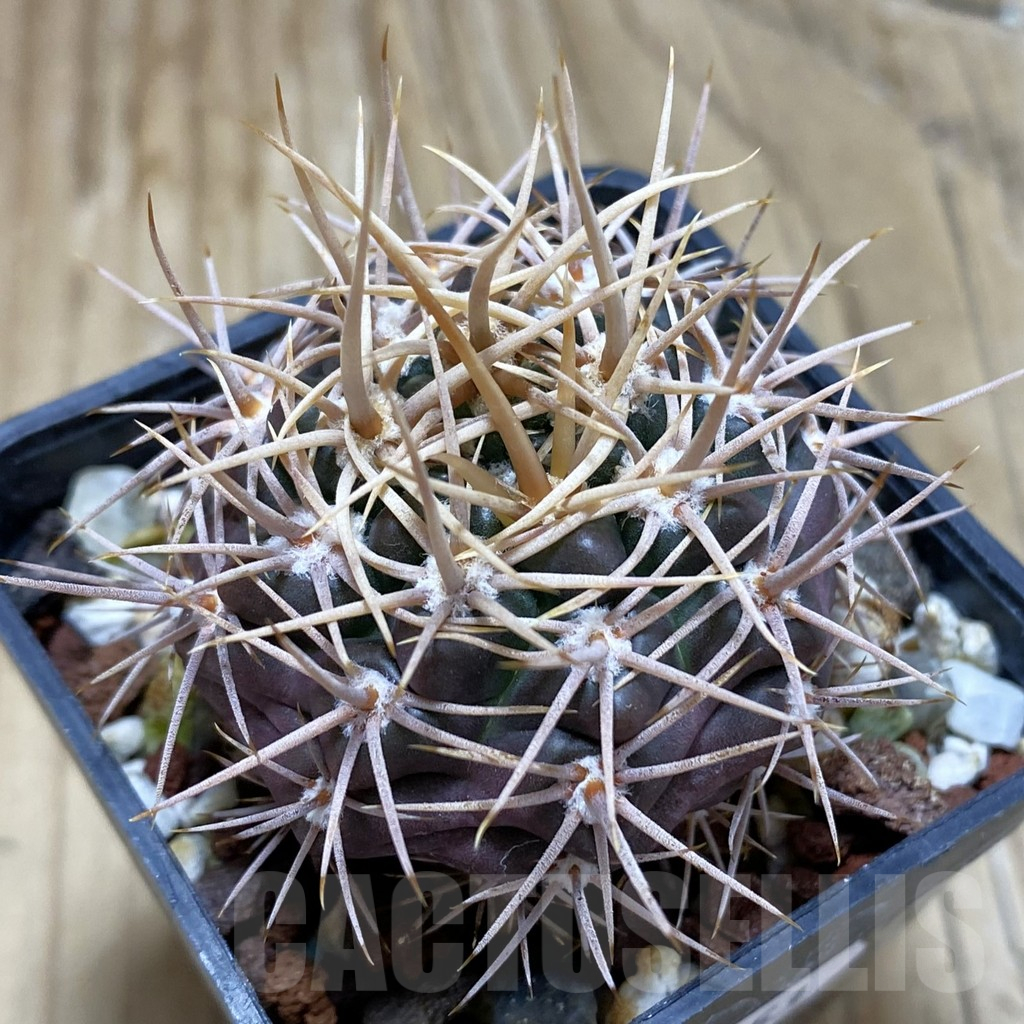 SH17453 Gymnocalycium neuhuberi