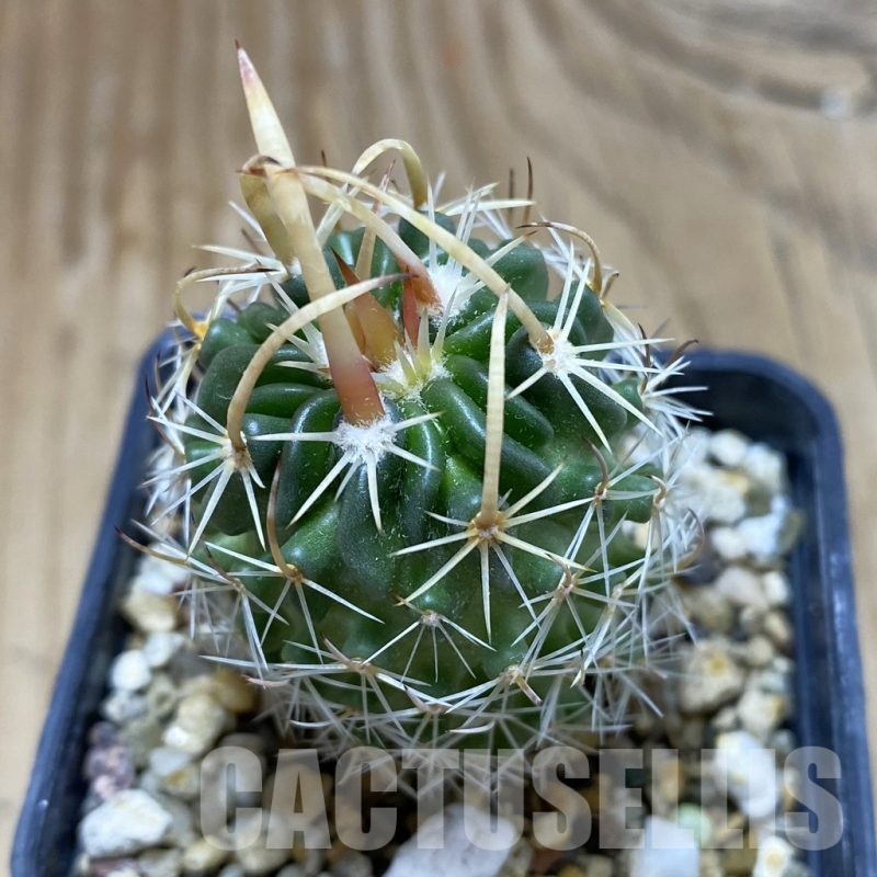 SH17398 Stenocactus erectocentrus SB1150