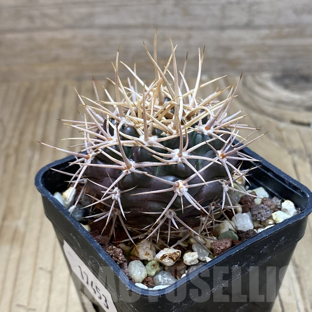 SH17453 Gymnocalycium neuhuberi - Image 2