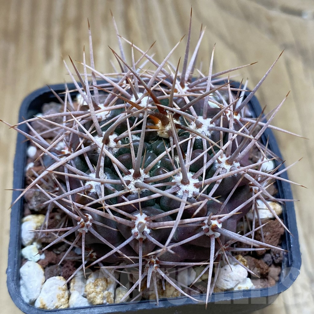 SH17454 Gymnocalycium neuhuberi