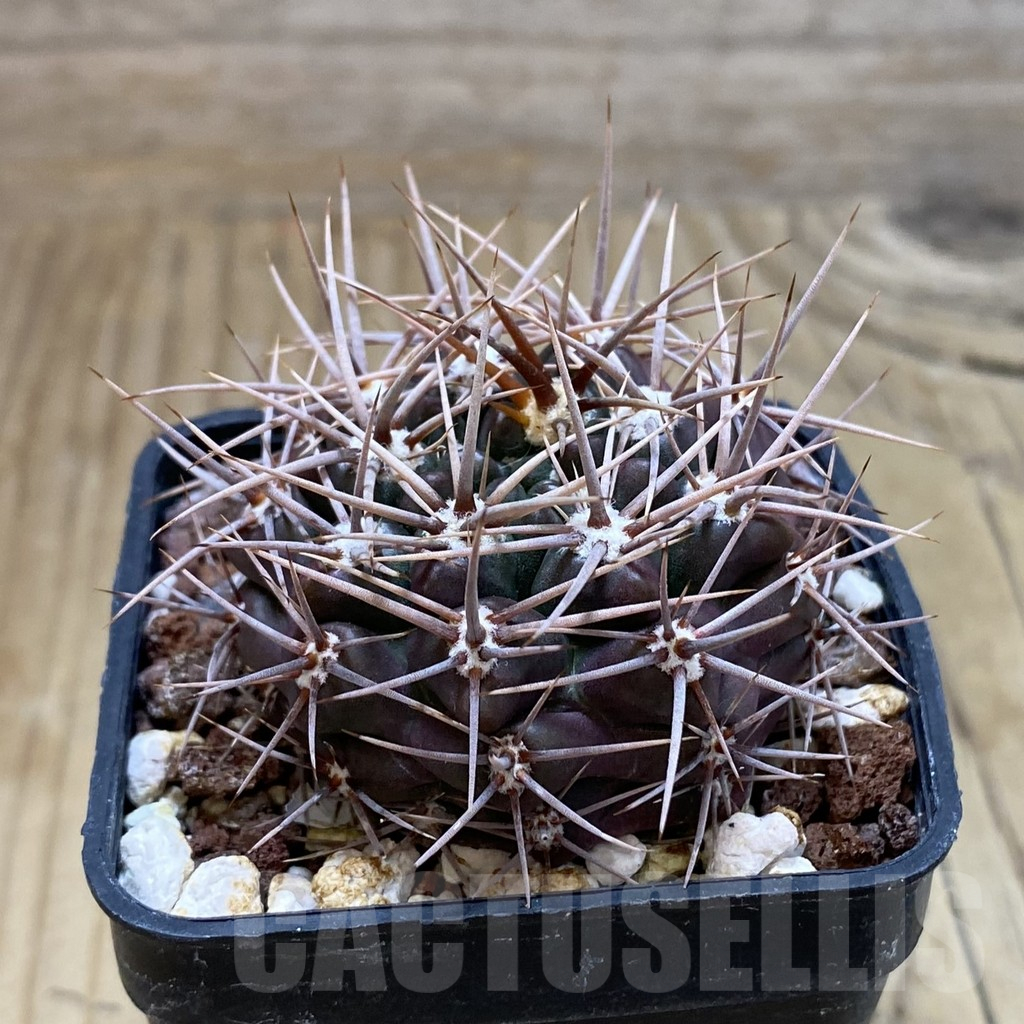 SH17454 Gymnocalycium neuhuberi - Image 2