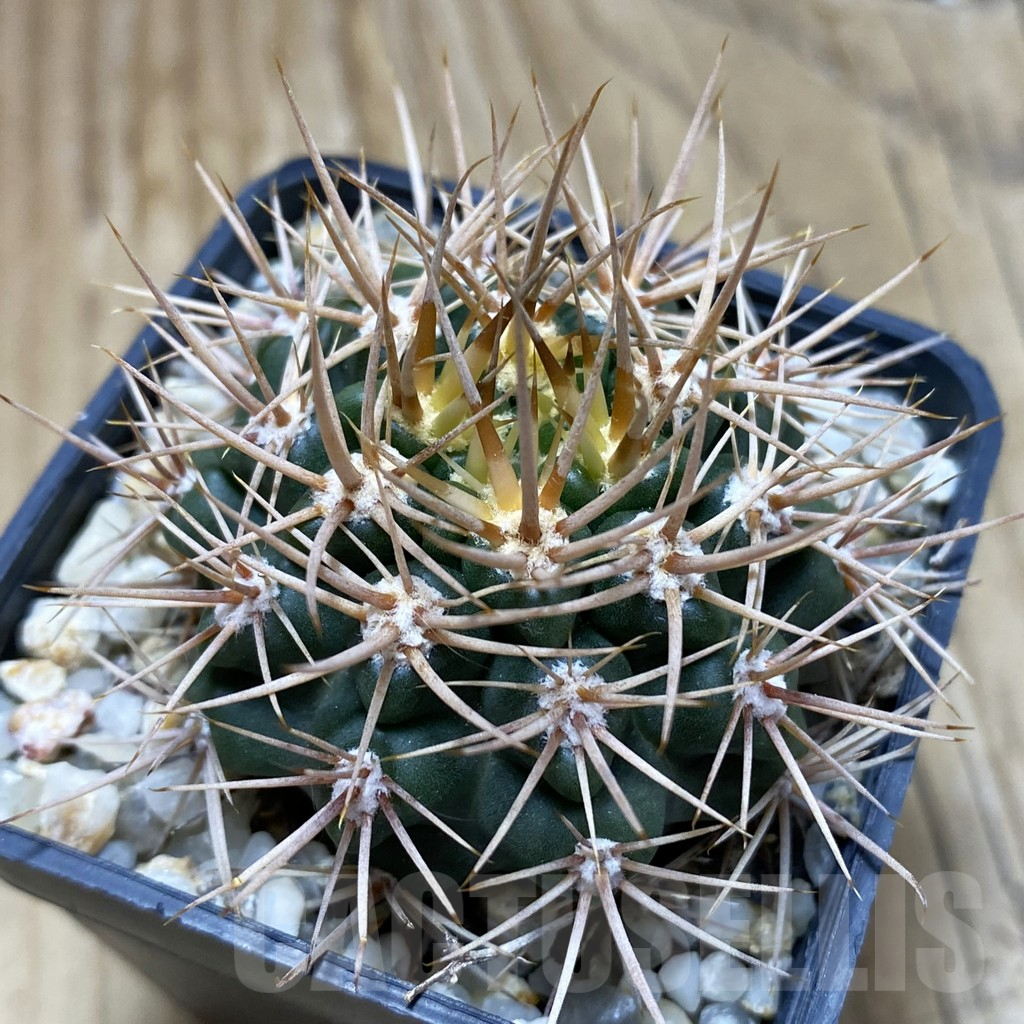 SH17455 Gymnocalycium neuhuberi