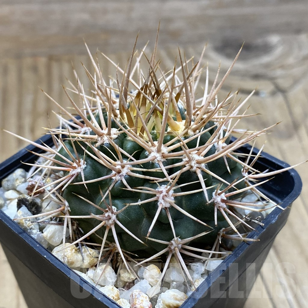 SH17455 Gymnocalycium neuhuberi - Image 2