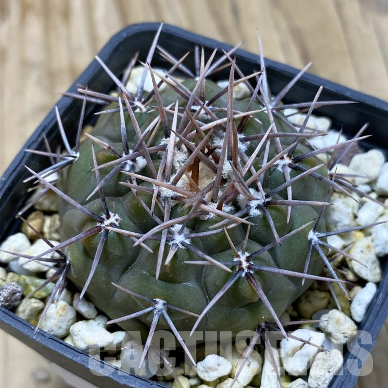 SH17456 Gymnocalycium ochoterenae