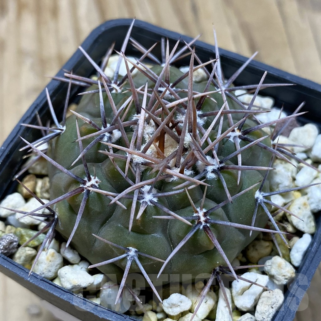 SH17456 Gymnocalycium ochoterenae