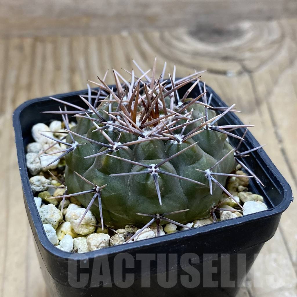 SH17456 Gymnocalycium ochoterenae - Image 2