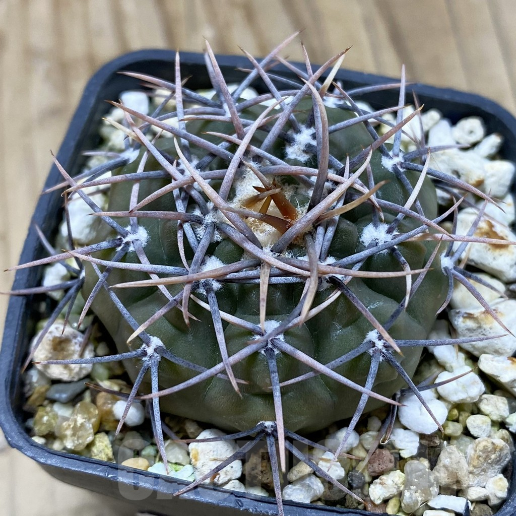 SH17457 Gymnocalycium ochoterenae