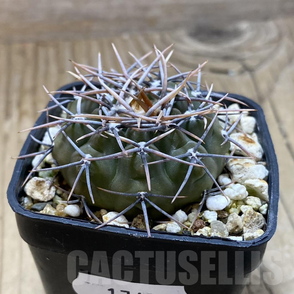 SH17457 Gymnocalycium ochoterenae - Image 2