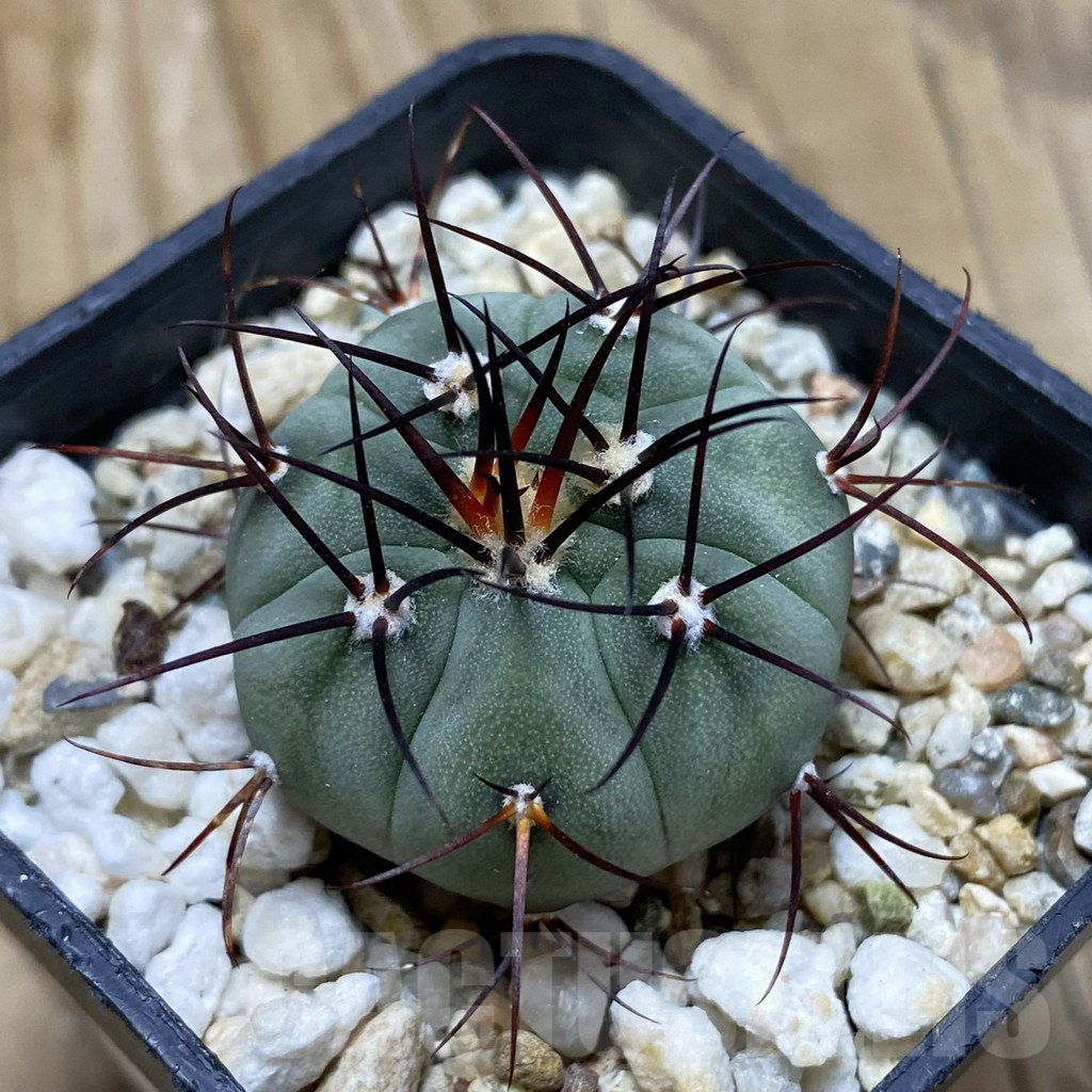 SH17458 Gymnocalycium cabreraense VOS 2122