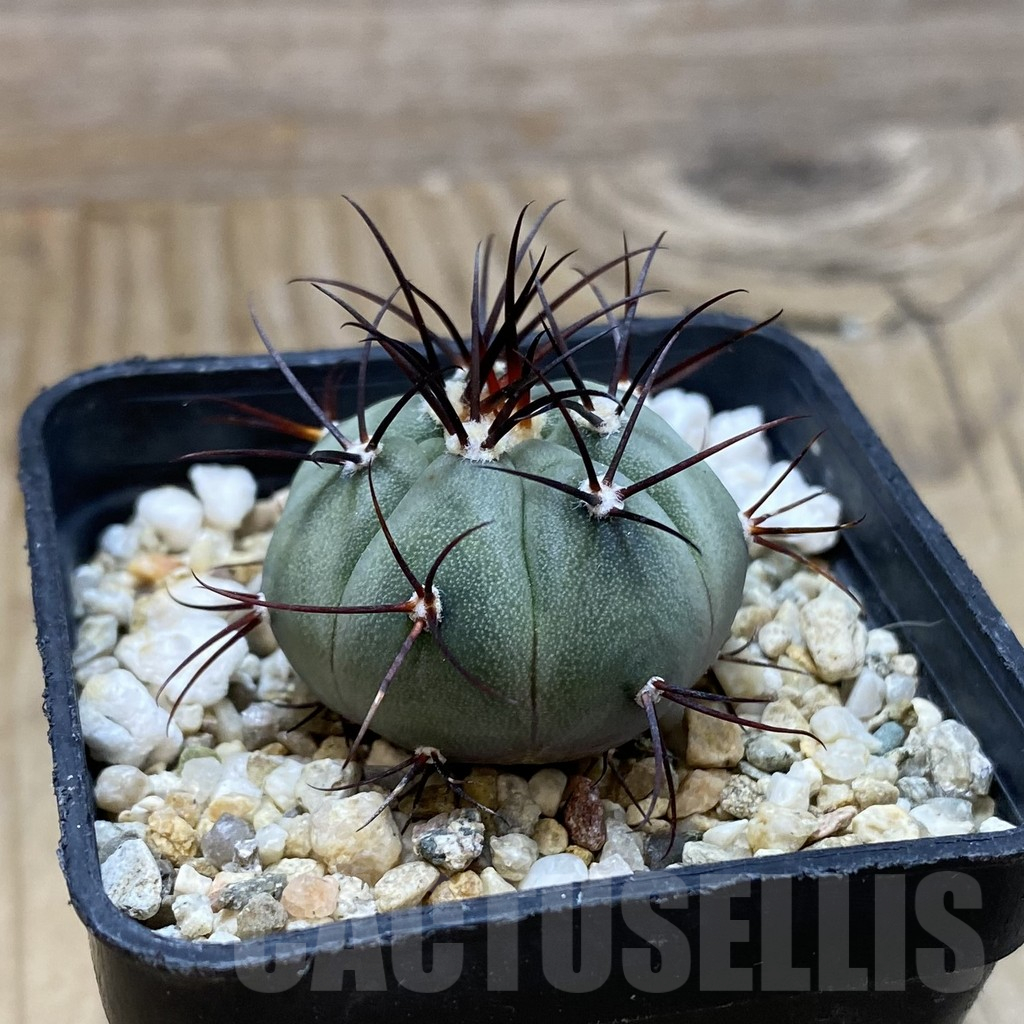 SH17458 Gymnocalycium cabreraense VOS 2122 - Image 2