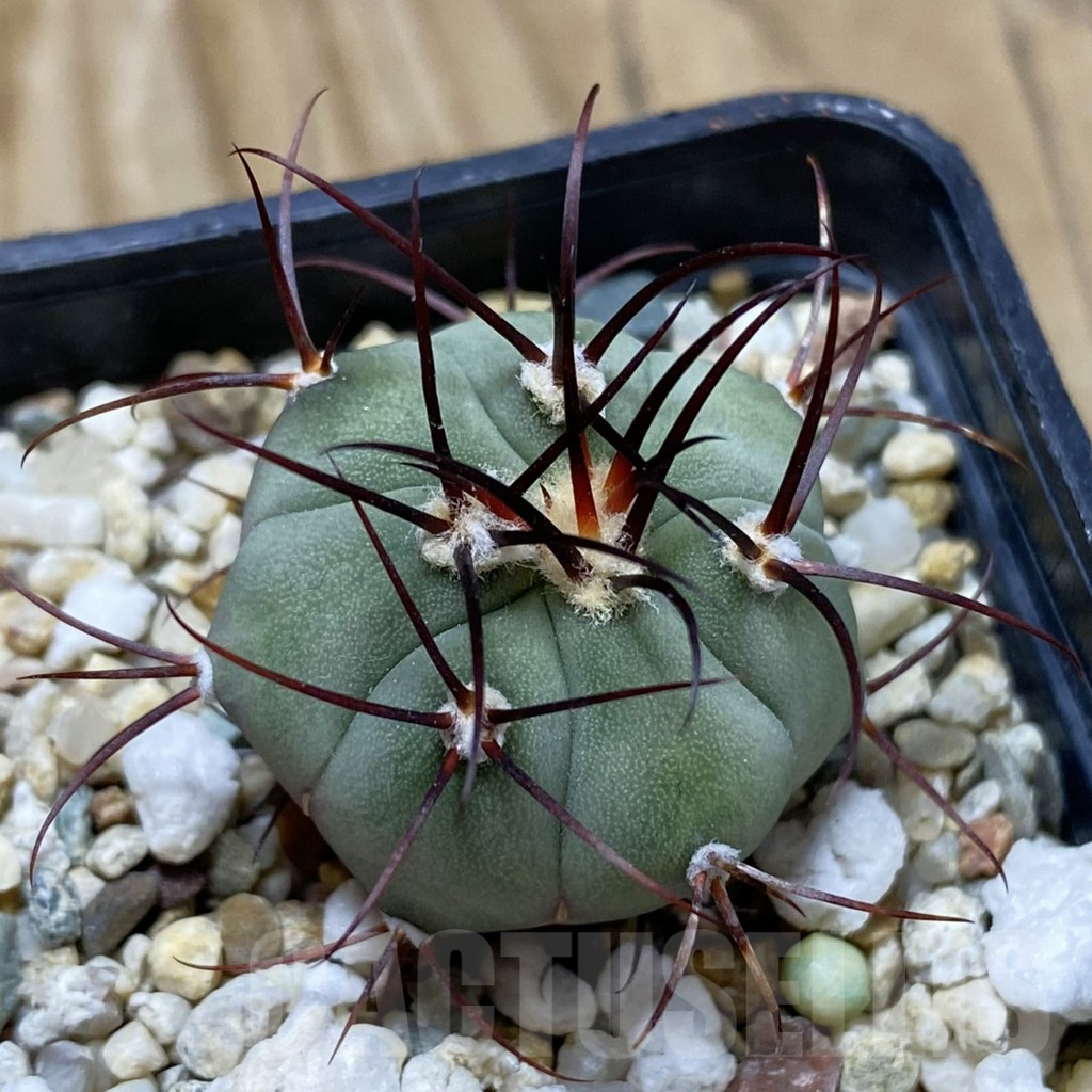 SH17459 Gymnocalycium cabreraense VOS 2122