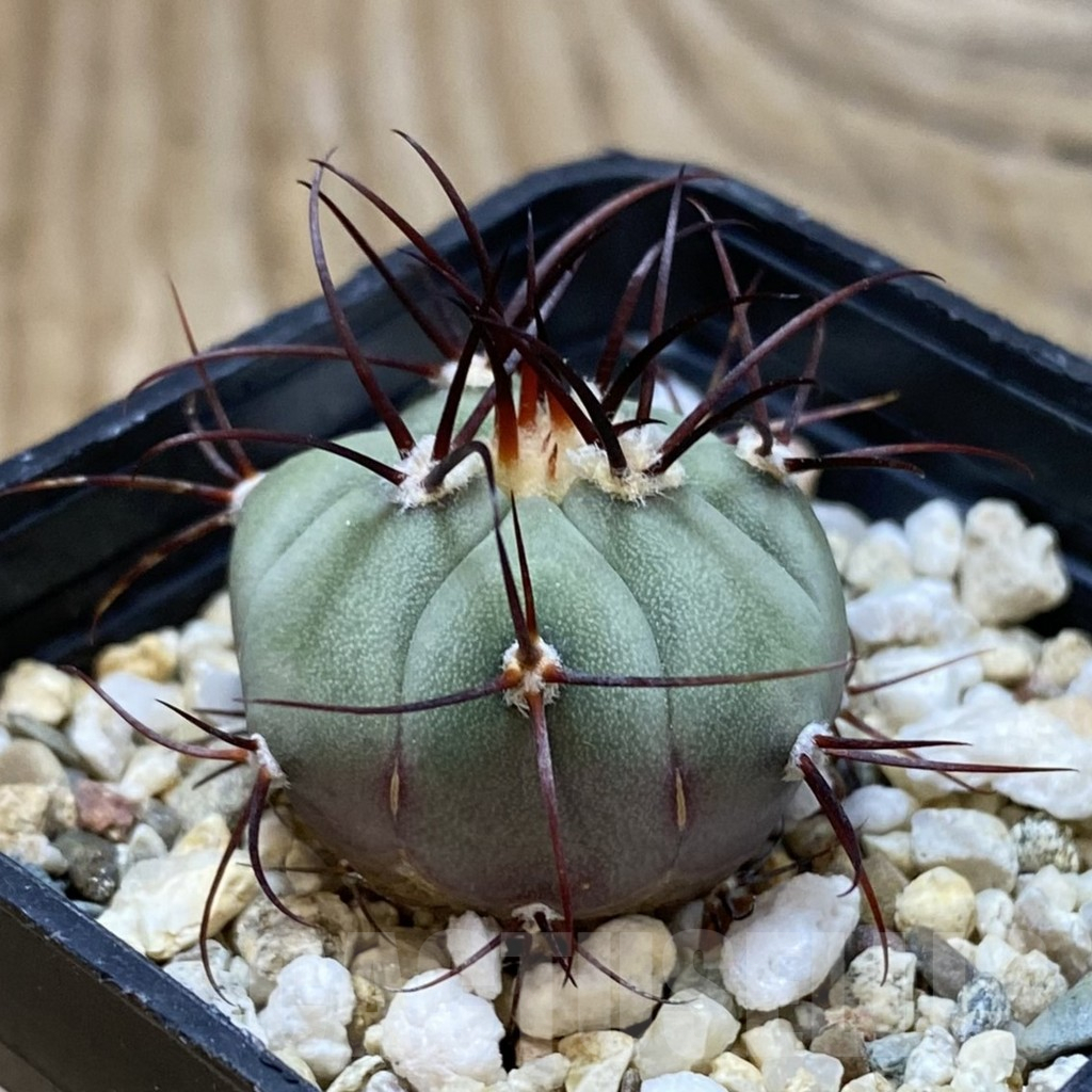 SH17459 Gymnocalycium cabreraense VOS 2122 - Imagen 2