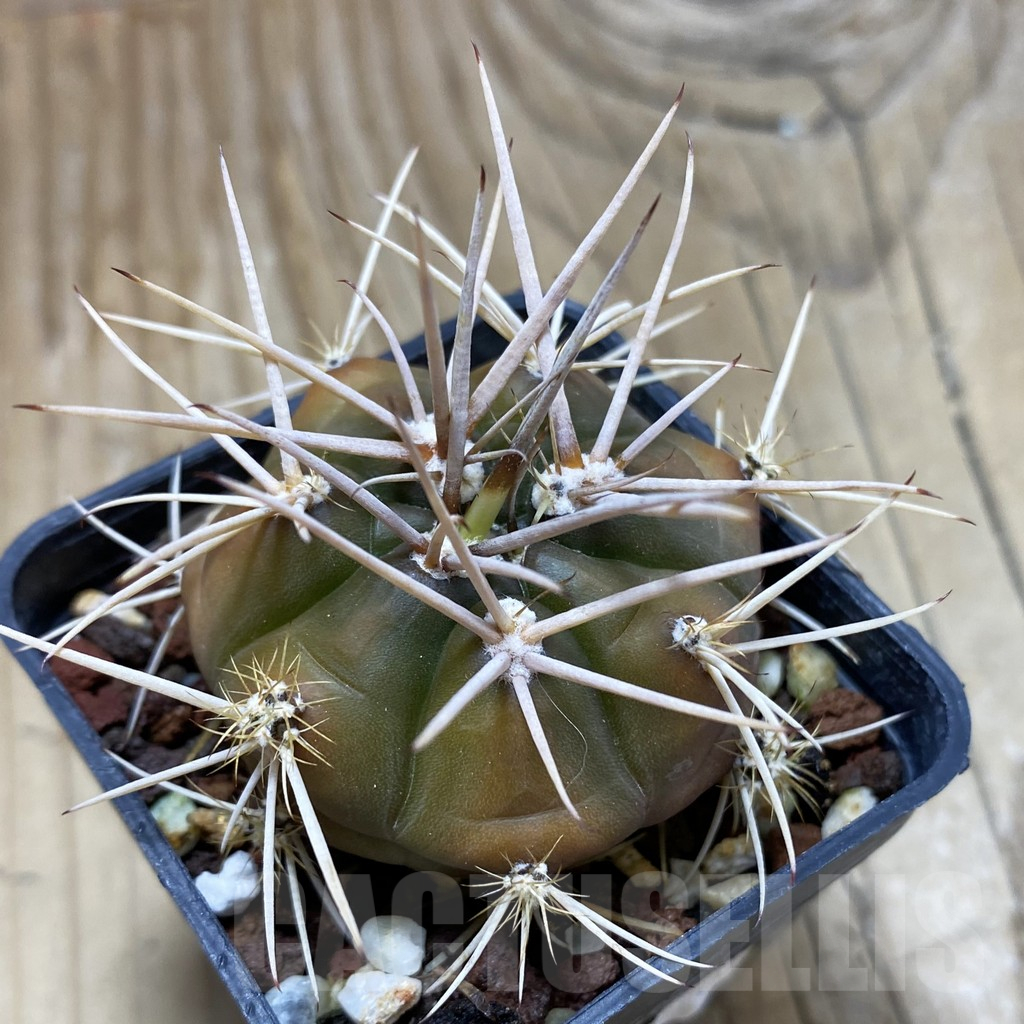 SH17460 Gymnocalycium eurypleurum