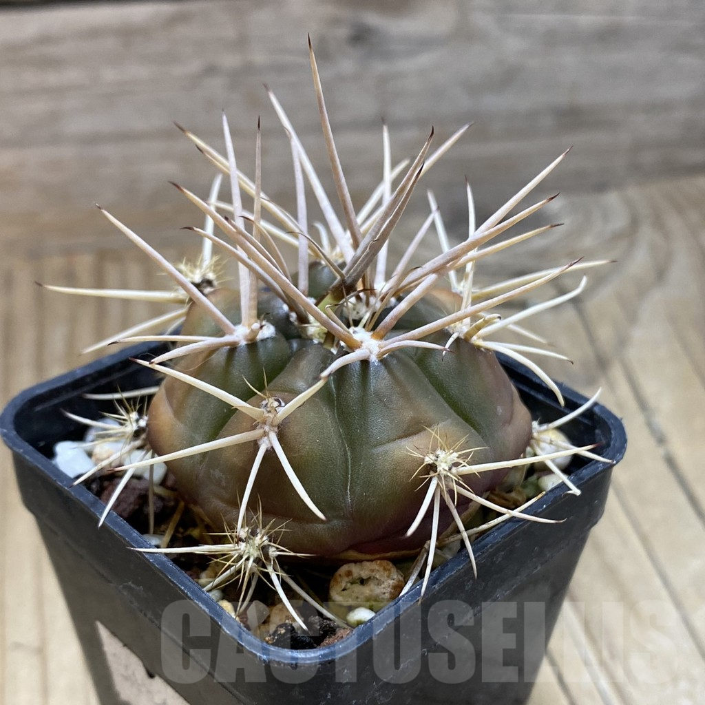 SH17460 Gymnocalycium eurypleurum - Image 2