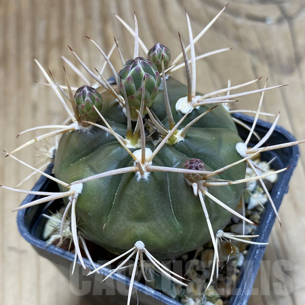 SH17461 Gymnocalycium eurypleurum