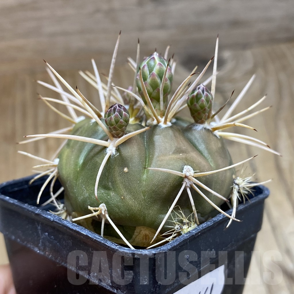 SH17461 Gymnocalycium eurypleurum - immagine 2