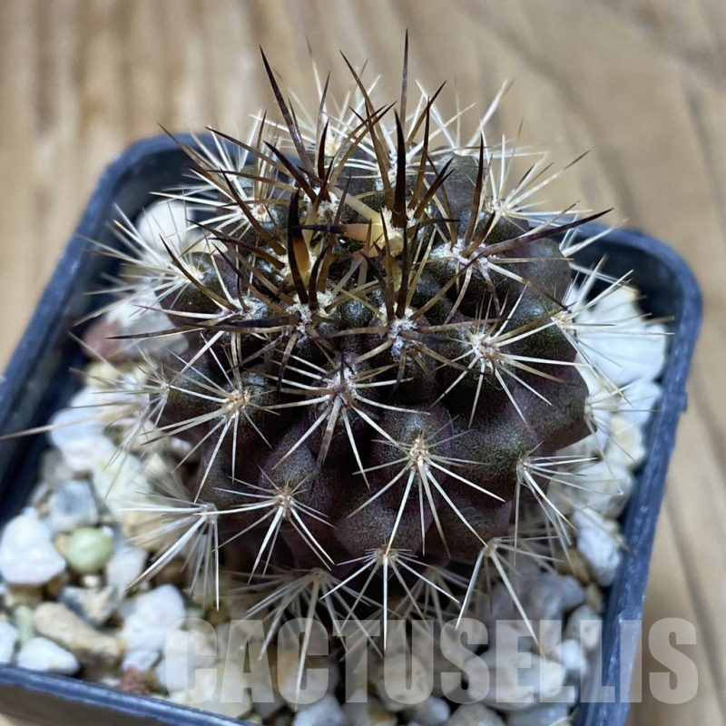 SH17393 Eriosyce subgibbosa v. nigrihorrida JA279