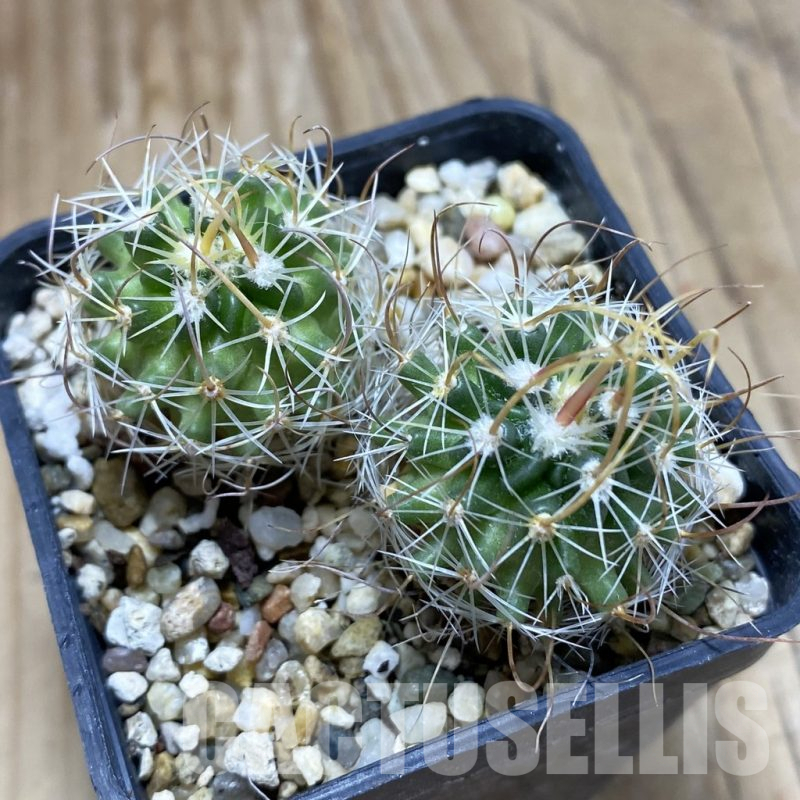 SH17399 Stenocactus erectocentrus SB1150, 2 plants