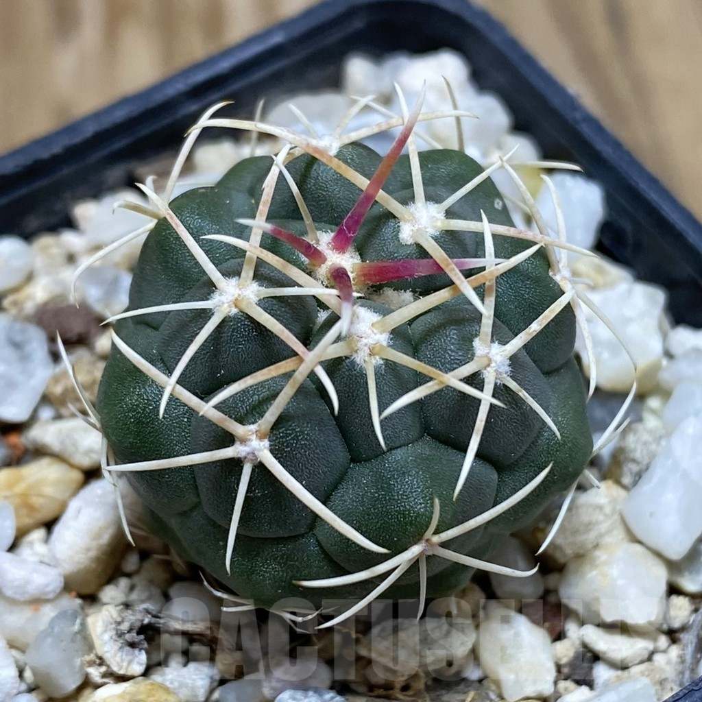 SH17400 Thelocactus hexaedrophorus -Rio Verde- 1100m