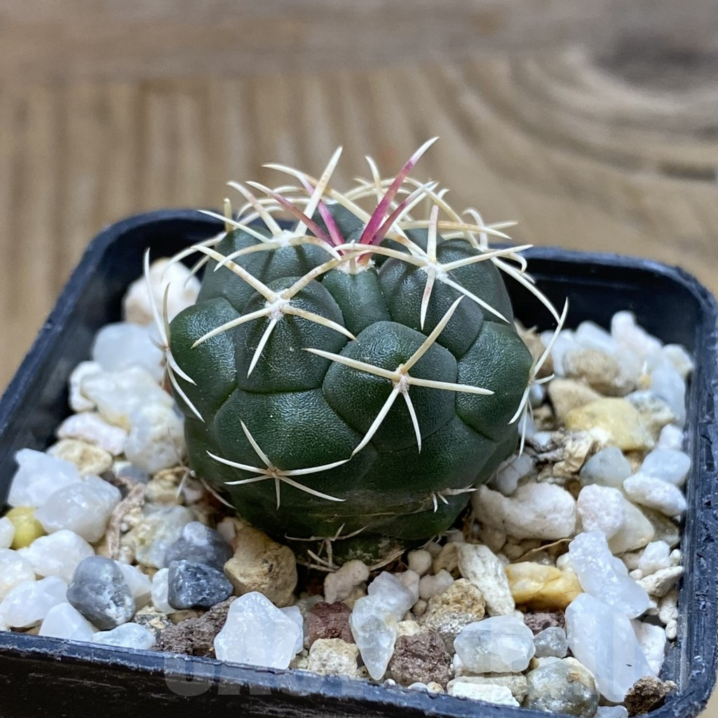 SH17400 Thelocactus hexaedrophorus -Rio Verde- 1100m - immagine 2
