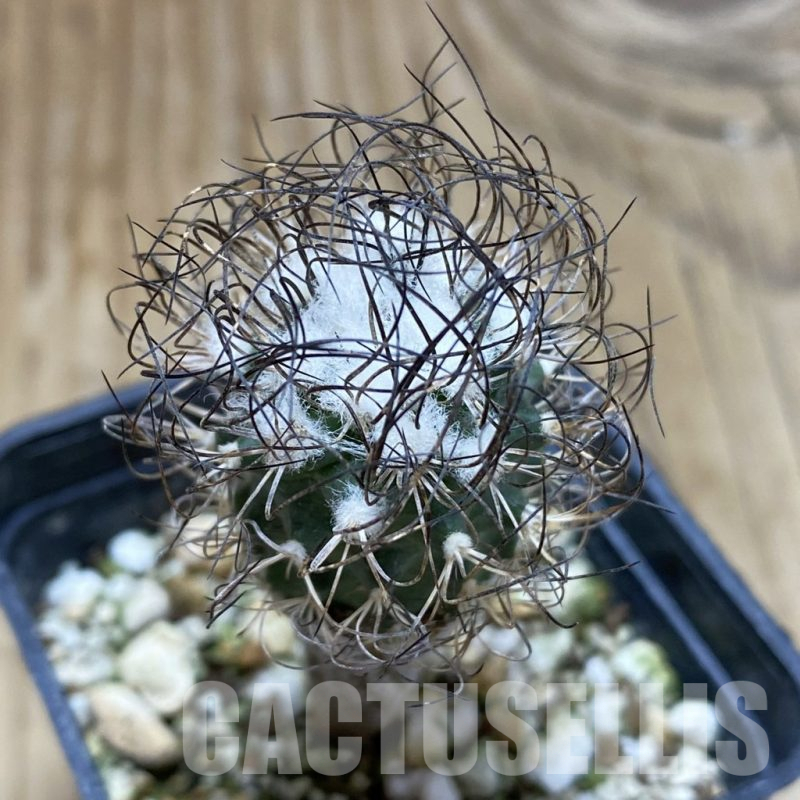 SH17402 Turbinicarpus pseudomacrochele, old 6 years