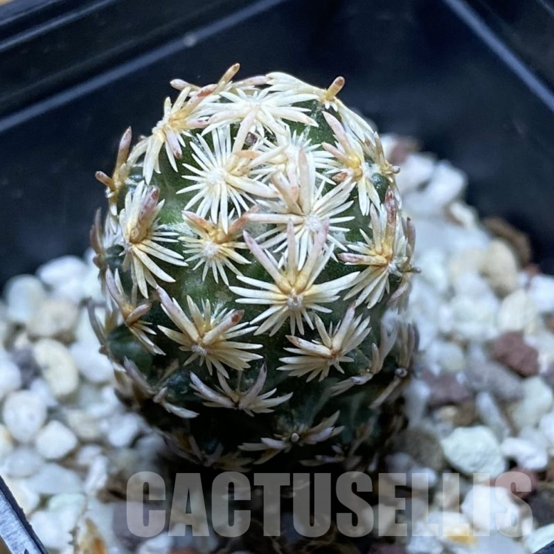 SH17403 Escobaria nellieae v. minima