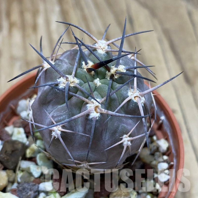 SH17408 Acanthocalycium glaucum