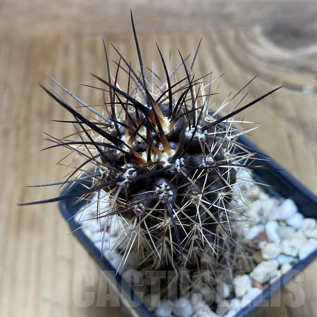 SH17394 Eriosyce subgibbosa v. nigrihorrida JA279