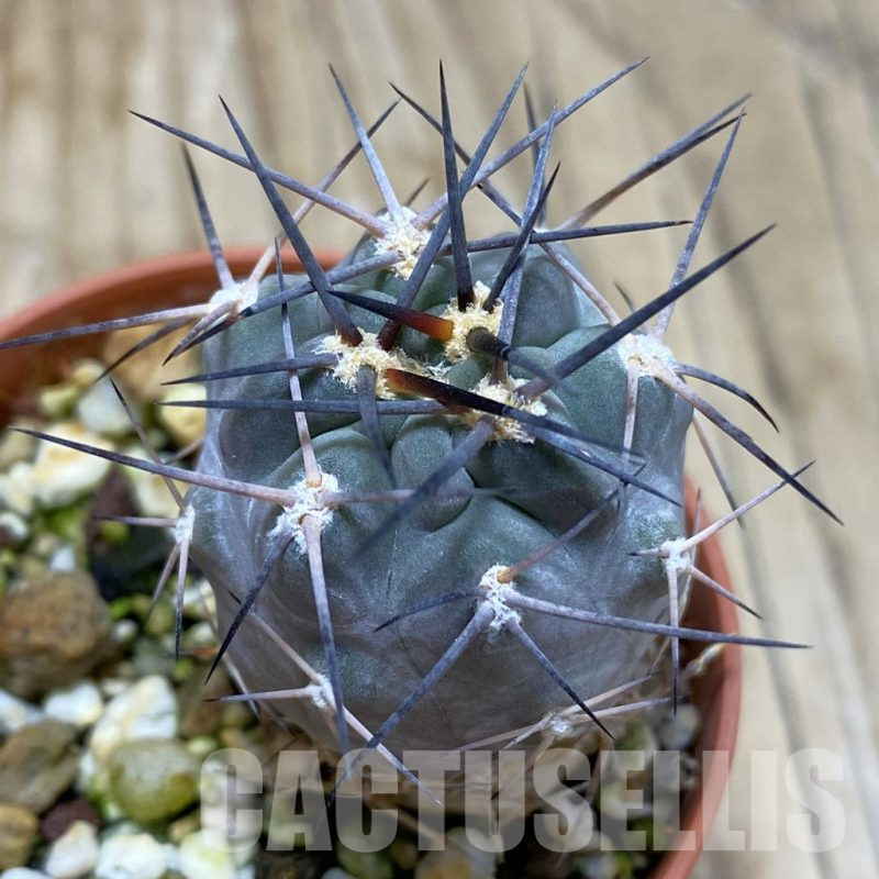 SH17409 Acanthocalycium glaucum