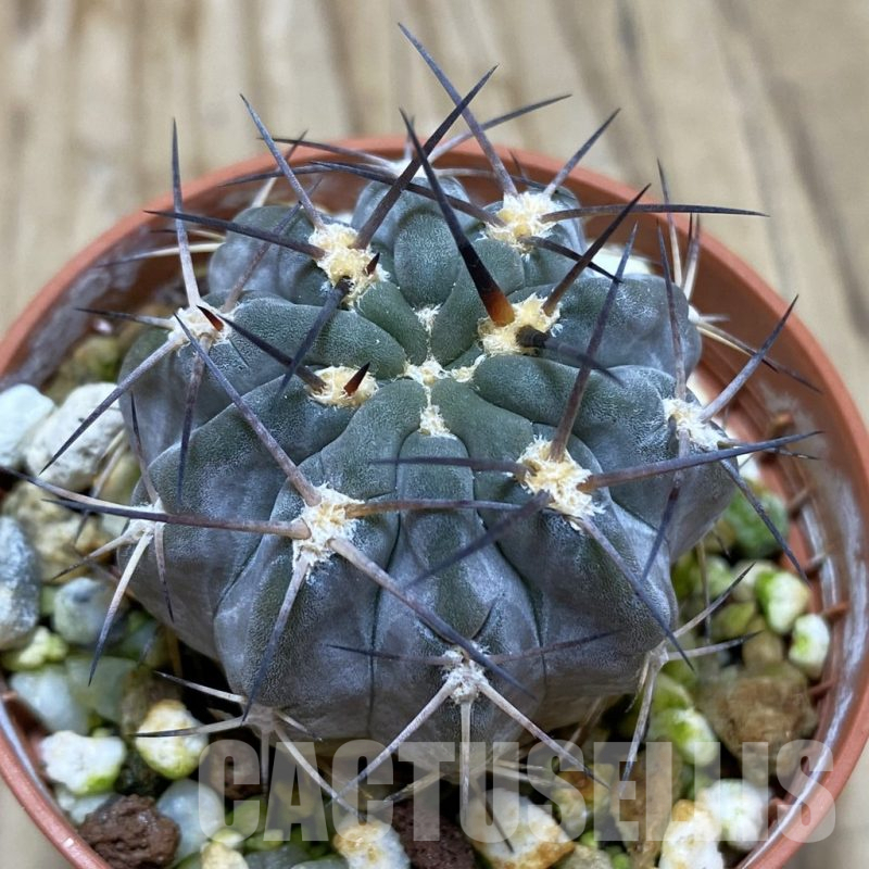 SH17410 Acanthocalycium glaucum