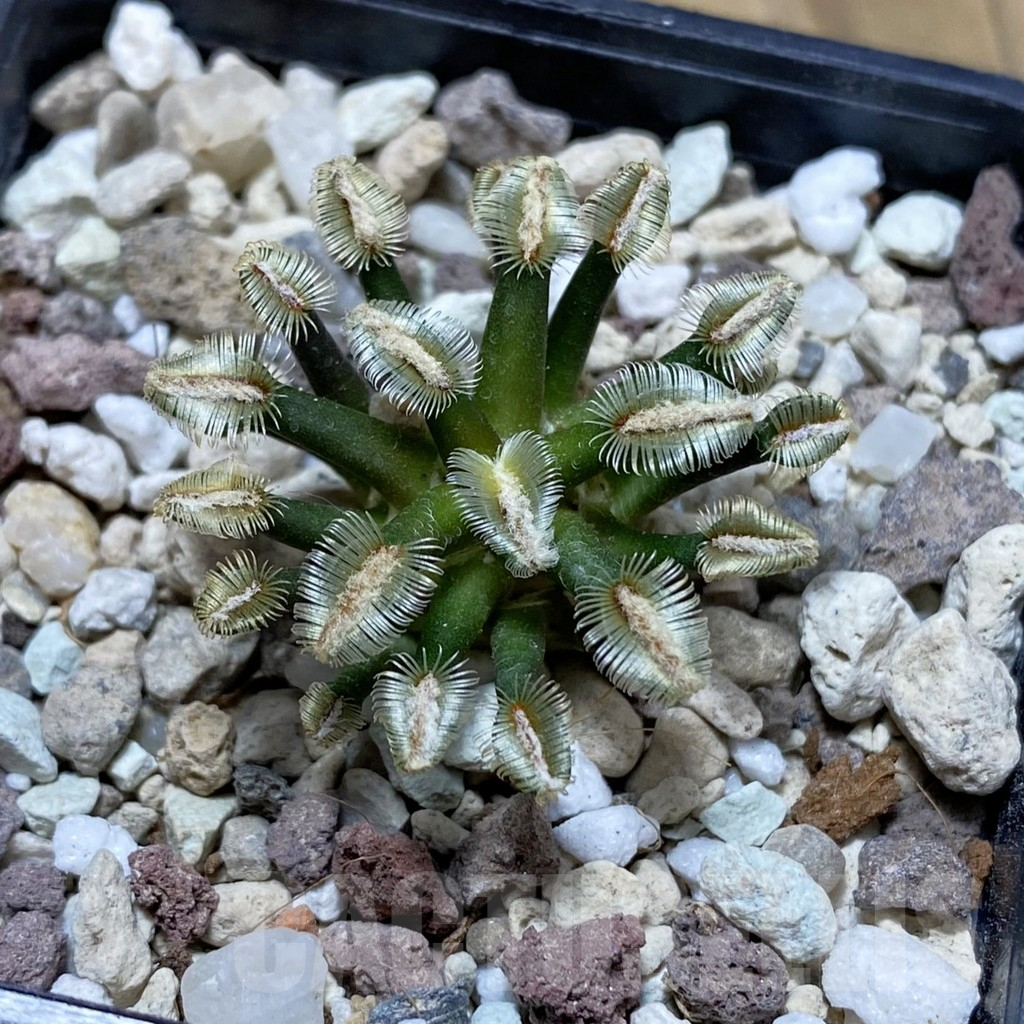 SH17412 Mammillaria bertholdii GCG 12161, own roots, seedling