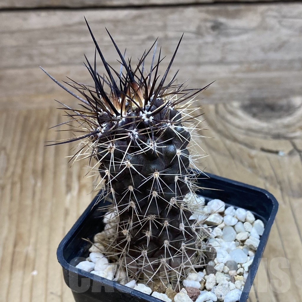 SH17394 Eriosyce subgibbosa v. nigrihorrida JA279 - Image 2