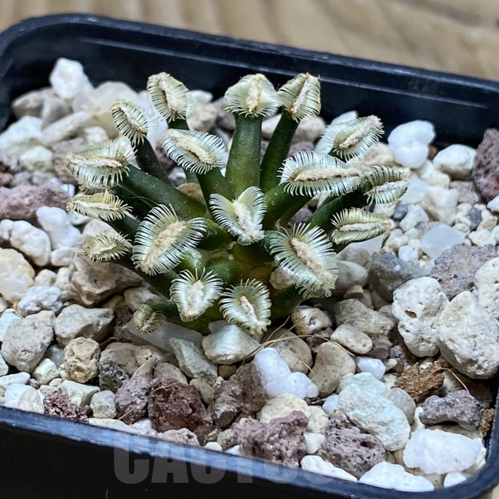 SH17412 Mammillaria bertholdii GCG 12161, own roots, seedling - Imagen 2