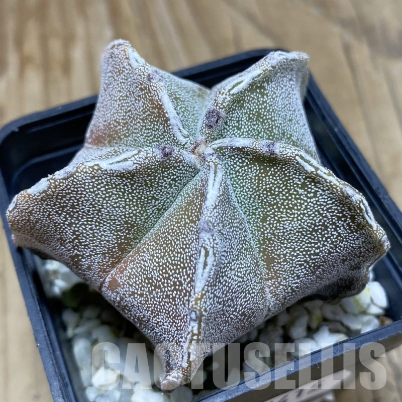 SH17415 Astrophytum myriostigma hybrid