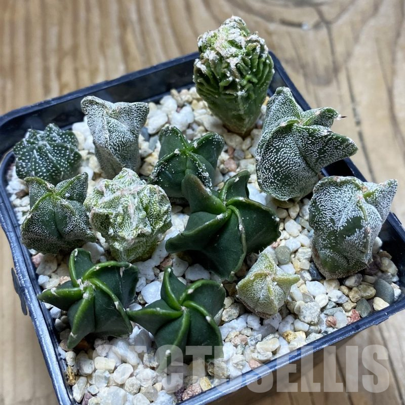 SH17417 Astrophytum myriostigma mix