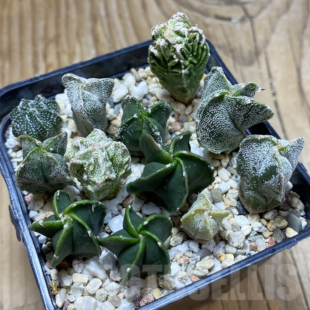 SH17417 Astrophytum myriostigma mix