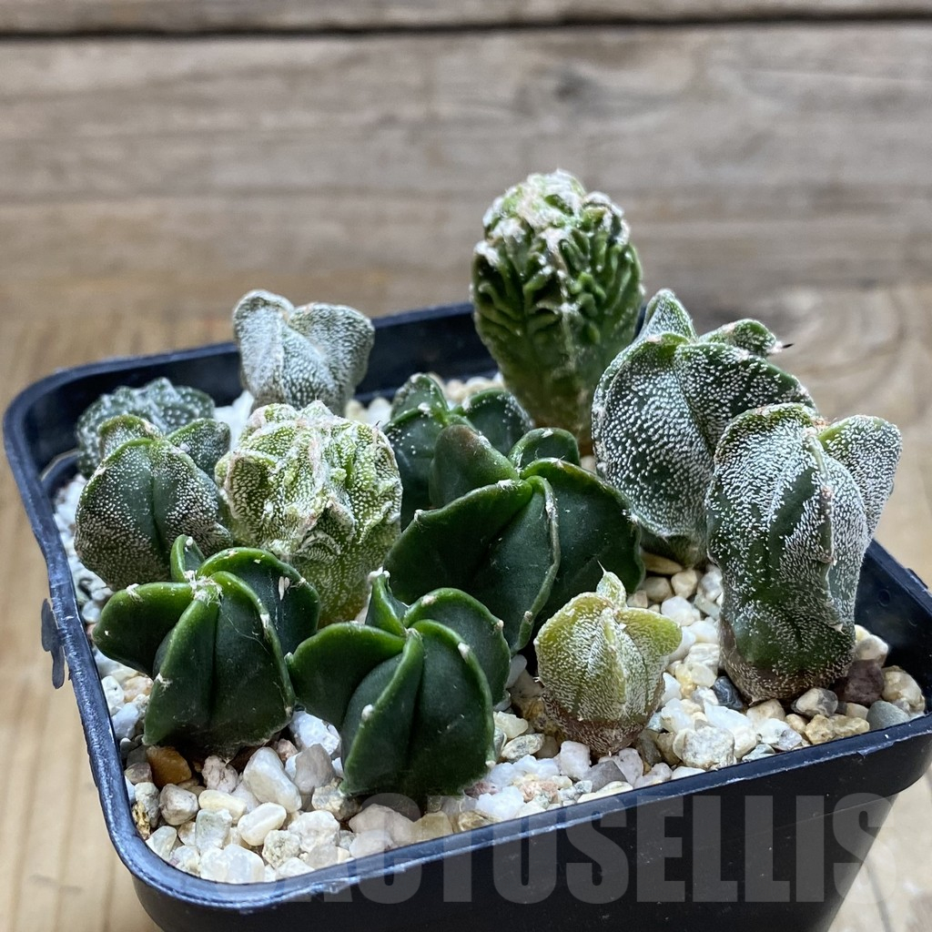 SH17417 Astrophytum myriostigma mix - Image 2